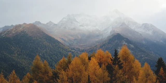 Drzewa z pożółkłymi liścmi na tle gór