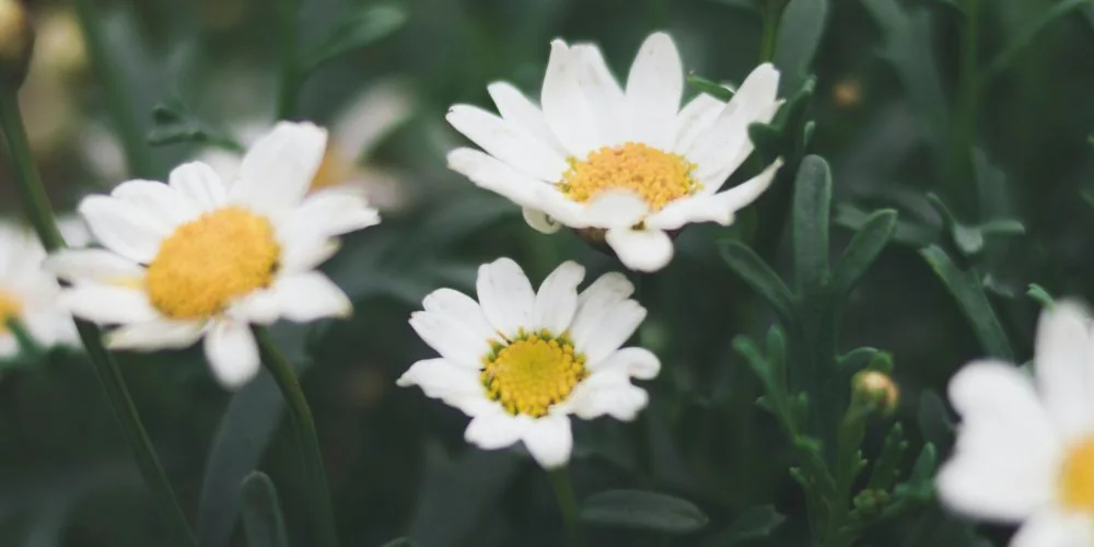 White chamomile flowers in the meadow