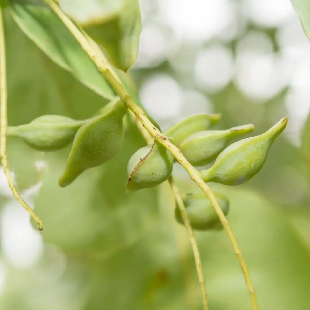 Kakada plum on the tree