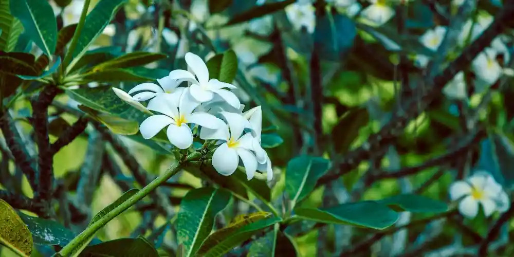 Tahitian gardenia flowers